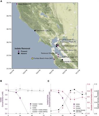 Isolation of a Dissimilatory Iodate-Reducing Aromatoleum sp. From a Freshwater Creek in the San Francisco Bay Area